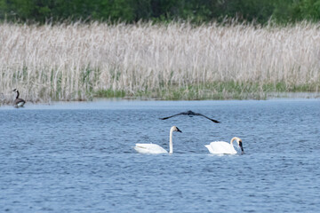 Trumpeter Swan and Cormorant flyby