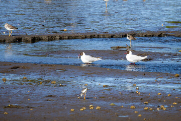 Brown Hooded Gulls (Chroicocephalus maculipennis) Chiloé, Chile.