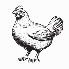 Hen Vector Image. Hen Vector Stock Illustration on white background.