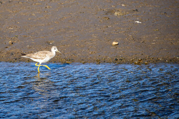 Greater yellowlegs (tringa melanoleuca). Chiloé, Chile.