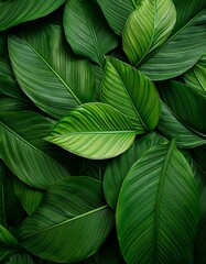 Lush Green Tropical Leaves