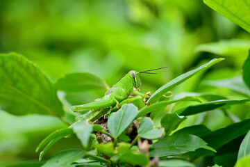 Green Grasshopper On A Green Leaf. Macros Photo. Bokeh on the background.