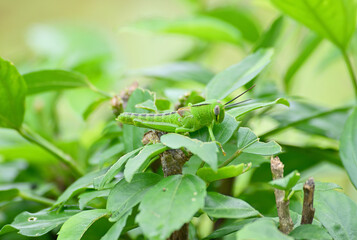 Green Grasshopper On A Green Leaf. Macros Photo. Bokeh on the background.