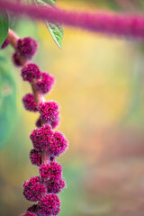 Love lies bleeding is one of the most well known common names for the Amaranthus caudatus plant. It...