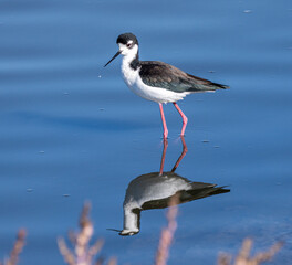 Black-necked Stilt (Himantopus mexicanus) at Baylands Park, Palo Alto, California