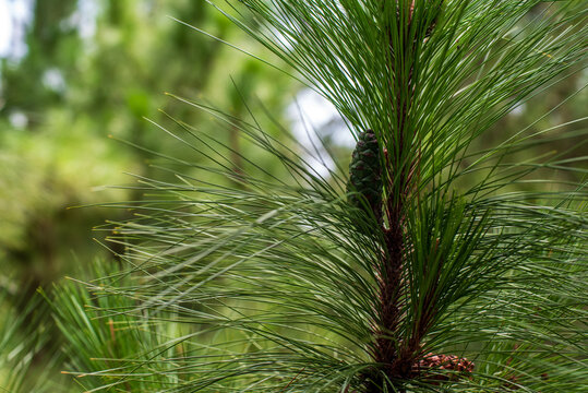 Detailed shot of pine needles and cones, highlighting the rich textures and shades of green in a forest setting