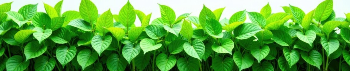 Fototapeta premium Dense green foliage of Piper sarmentosum on white background, garden, foliage