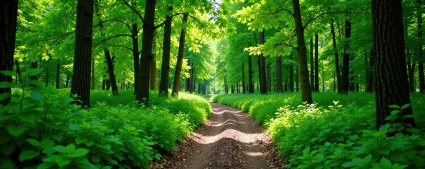 Obraz premium Dense green foliage surrounds a winding dirt path, wilderness, dry forest, landscape