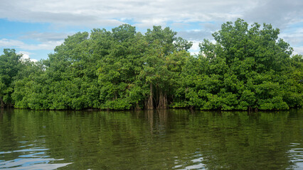 manglares Colombia