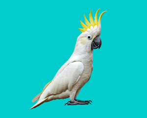 A Sulphur-crested cockatoo stands alert on a solid teal background. 