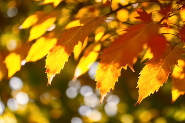 Obraz premium 秋の紅葉