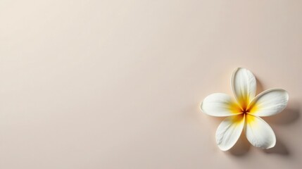Fototapeta premium A Single Delicate White Blossom with Yellow Center on a Pale Background, Perfect for Minimalist Designs and Serene Atmospheres
