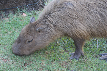 Capivara