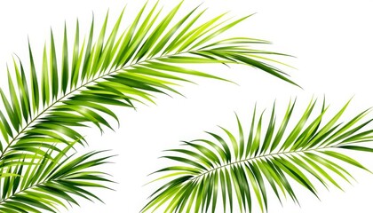 Fototapeta premium Lush Palm Fronds Against a White Background