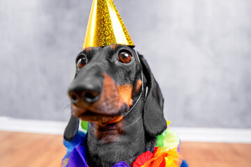 Portrait of funny dachshund dog in festive bright birthday cap shot at wide angle, bad angle, funny...