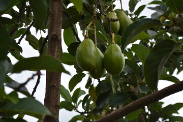 Avocado on its tree