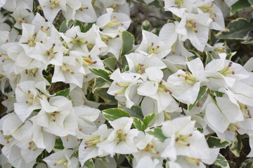 white flowers of apple tree