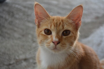Close up photo of cute orange cat