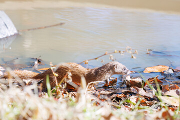 可愛いニホンイタチ（イタチ科）
英名学名：Japanese weasel (Mustela itatsi)
埼玉県北本市、北本自然観察公園 2025
