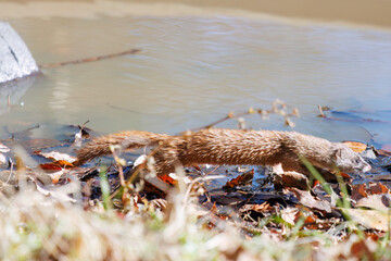 可愛いニホンイタチ（イタチ科）
英名学名：Japanese weasel (Mustela...