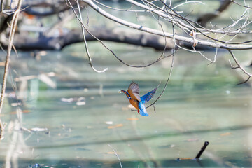 餌を捕らえるために水に飛び込む可愛いカワセミ（カワセミ科）
英名学名：Kingfisher (Alcedo atthis) 
埼玉県北本市、北本自然観察公園 2025
