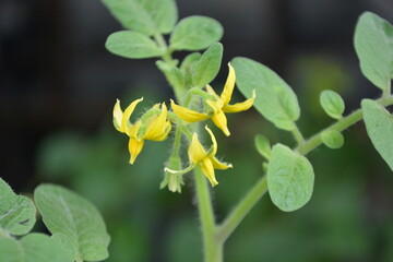 Yellow flowers of tomatoes