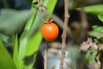 Tomatos in a garden