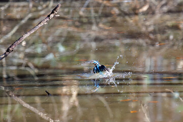 餌を捕らえるために水に飛び込む可愛いカワセミ（カワセミ科）
英名学名：Kingfisher (Alcedo atthis) 
埼玉県北本市、北本自然観察公園 2025
