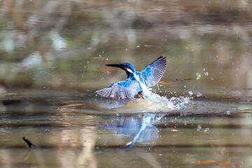 餌を捕らえるために水に飛び込む可愛いカワセミ（カワセミ科）
英名学名：Kingfisher (Alcedo atthis) 
埼玉県北本市、北本自然観察公園 2025
