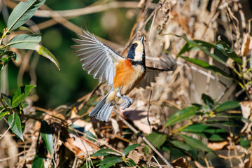 飛び出し飛翔する可愛いヤマガラ（シジュウカラ科）
英名学名：Varied Tit...