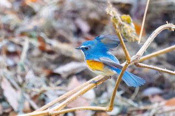 雄の
羽ばたいて飛び出す幸せの青い鳥、可愛いルリビタキ（ヒタキ科）
英名学名：Red-flanked Bluetail (Tarsiger cyanurus)
埼玉県北本市、北本自然観察公園 2025
