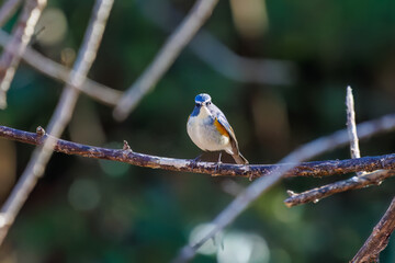 幸せの青い鳥、可愛いルリビタキ（ヒタキ科）
英名学名：Red-flanked Bluetail...