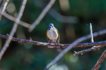 幸せの青い鳥、可愛いルリビタキ（ヒタキ科）
英名学名：Red-flanked Bluetail (Tarsiger cyanurus)
埼玉県北本市、北本自然観察公園 2025
