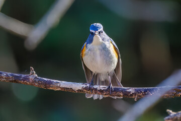 幸せの青い鳥、可愛いルリビタキ（ヒタキ科）
英名学名：Red-flanked Bluetail (Tarsiger cyanurus)
埼玉県北本市、北本自然観察公園 2025
