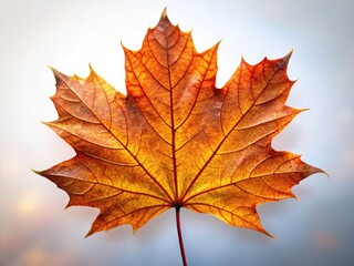 Obraz premium Surreal Autumn Maple Leaf Close Up, Isolated Brown Fall Leaf, High Resolution Fall Foliage Photography
