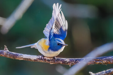 雄の
羽ばたいて飛び出す幸せの青い鳥、可愛いルリビタキ（ヒタキ科）
英名学名：Red-flanked Bluetail (Tarsiger cyanurus)
埼玉県北本市、北本自然観察公園 2025
