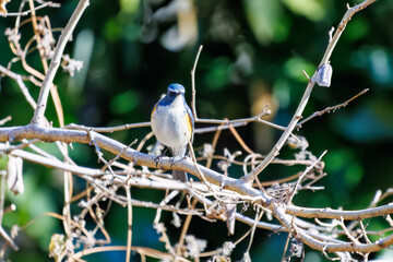 幸せの青い鳥、可愛いルリビタキ（ヒタキ科）
英名学名：Red-flanked Bluetail...