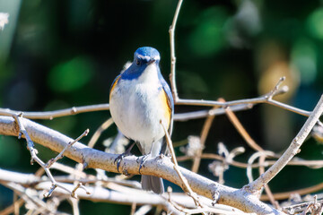 幸せの青い鳥、可愛いルリビタキ（ヒタキ科）
英名学名：Red-flanked Bluetail (Tarsiger cyanurus)
埼玉県北本市、北本自然観察公園 2025
