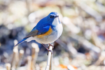 Obraz premium 幸せの青い鳥、可愛いルリビタキ（ヒタキ科） 英名学名：Red-flanked Bluetail (Tarsiger cyanurus) 埼玉県北本市、北本自然観察公園 2025 