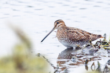 A Wilson's snipe (Gallinago delicata), in the shallow water at the edge of a marsh / wetland at Emerson Point on Snead Island, Florida