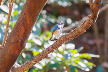 雄の
羽ばたいて飛び出す幸せの青い鳥、可愛いルリビタキ（ヒタキ科）
英名学名：Red-flanked Bluetail (Tarsiger cyanurus)
埼玉県北本市、北本自然観察公園 2025
