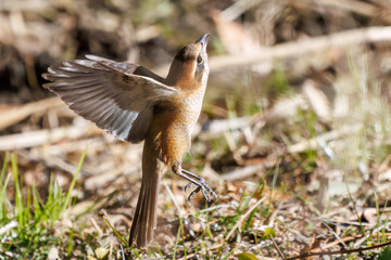 飛翔する美しいモズ（モズ科）
英名学名：Bull-headed shrike (Lanius bucephalus)
埼玉県北本市、北本自然観察公園 2025
