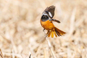 雄の
飛び出し飛翔する可愛いジョウビタキ（ヒタキ科）
英名学名：Daurian Redstart (Phoenicurus auroreus)
埼玉県北本市、北本自然観察公園 2025
