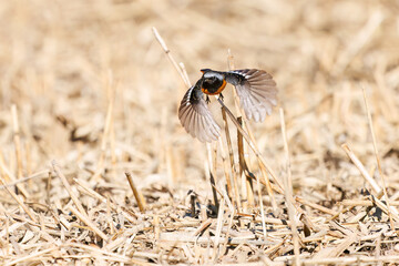雄の
飛び出し飛翔する可愛いジョウビタキ（ヒタキ科）
英名学名：Daurian Redstart (Phoenicurus auroreus)
埼玉県北本市、北本自然観察公園 2025
