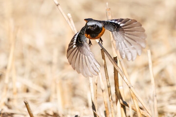 雄の
飛び出し飛翔する可愛いジョウビタキ（ヒタキ科）
英名学名：Daurian Redstart (Phoenicurus auroreus)
埼玉県北本市、北本自然観察公園 2025

