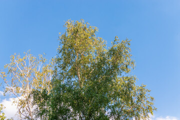 Birch branches with green leaves in spring or summer on blue sky background.