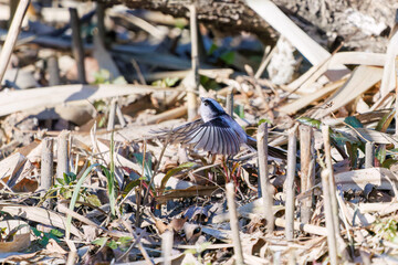 飛び回る可愛いエナガ（エナガ科）
英名学名：long-tailed tit (Aegithalos caudatus)
埼玉県北本市、北本自然観察公園 2025
