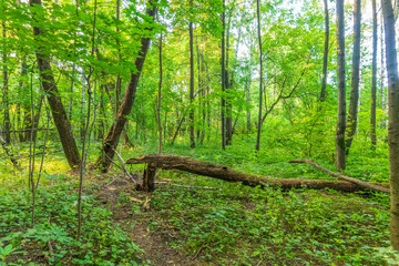 A large fallen tree in the spring forest.