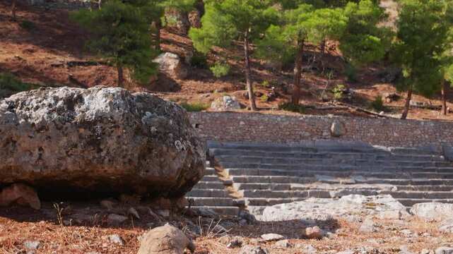 A nimble tortoise walking towards the Delphi stadium, Greece