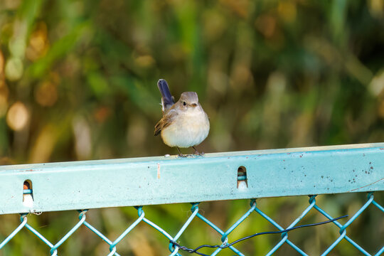 飛び出す尻尾が可愛いニシオジロビタキ（ヒタキ科）
英名学名：Red-breasted flycatcher (Ficedula parva)
埼玉県北本市、北本自然観察公園 2025

